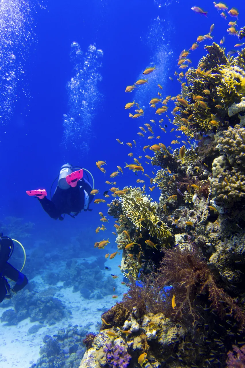 Scuba diving photo 4